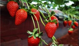 水莓100国产免费,国产手机新势力崛起