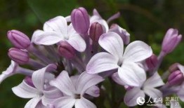 丁香五月国产,国产生态的生机盎然